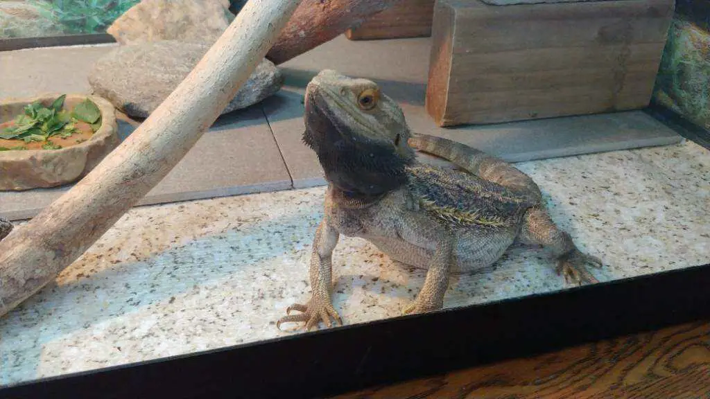 Bearded Dragon Signs of Stress 2 stressed bearded dragonw with dark coloration